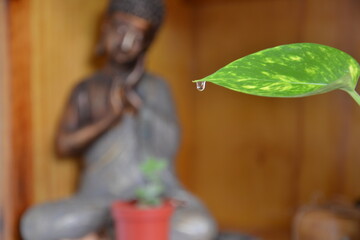 Plant with buddha in the background