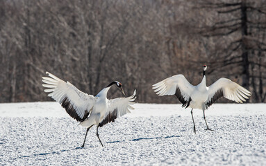 Dancing Cranes. The ritual marriage dance of cranes. The red-crowned crane. Scientific name: Grus japonensis, also called the Japanese crane or Manchurian crane, is a large East Asian Crane. Japan