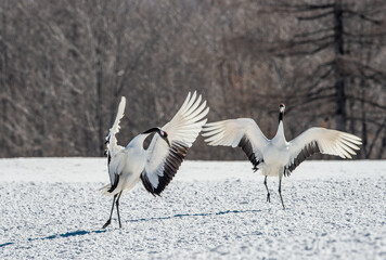 Dancing Cranes. The ritual marriage dance of cranes. The red-crowned crane. Scientific name: Grus japonensis, also called the Japanese crane or Manchurian crane, is a large East Asian Crane. Japan