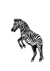 Vector zebra jumping, graphical illustration, savanna African animal
