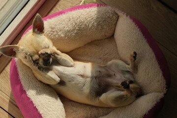 Closeup portrait of small funny beige mini chihuahua dog, puppy laying in her bed enjoying sun