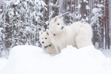 Obraz na płótnie Canvas Two white fluffy Samoyed dog in a snow-covered winter forest in a snowdrift