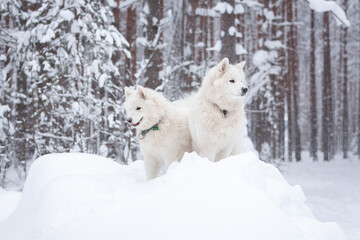 Obraz premium Two white fluffy Samoyed dog in a snow-covered winter forest in a snowdrift