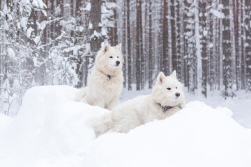 Two white fluffy Samoyed dog in a snow-covered winter forest in a snowdrift
