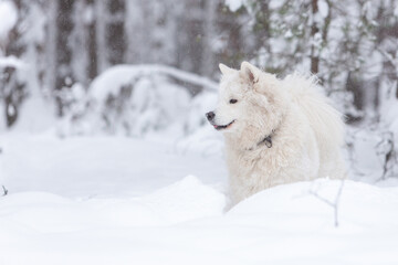 Obraz premium A white fluffy Samoyed dog in a snow-covered winter forest in a snowdrift