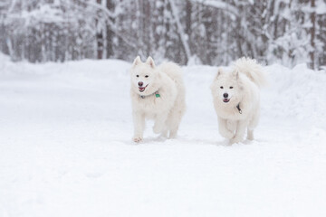 Obraz na płótnie Canvas Two white fluffy Samoyed dogs run and frolic in the winter snow-covered forest