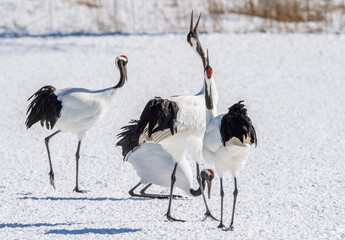 Fototapeta premium Dancing Cranes. The ritual marriage dance of cranes. The red-crowned crane. Scientific name: Grus japonensis, also called the Japanese crane or Manchurian crane, is a large East Asian Crane. Japan