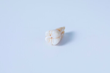 Close-up view of wisdom tooth isolated.