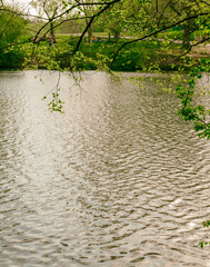 river in the forest