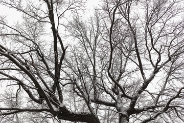 Obraz premium White snow on the branches of a tree