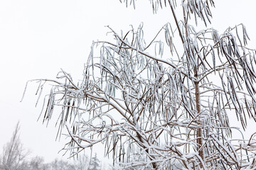 White snow on the branches of a tree