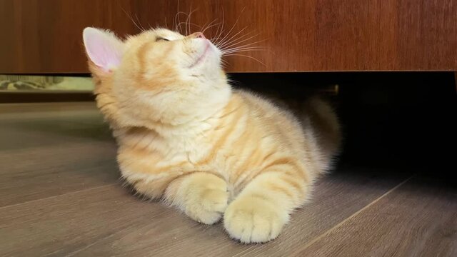 little red ginger striped kitten laying on black floor under bed and looking around. Adorable cat concept