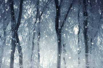 fantasy winter forest background, frozen trees and snowfall