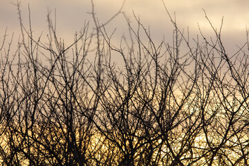 Bare branches of a tree in winter at dawn.