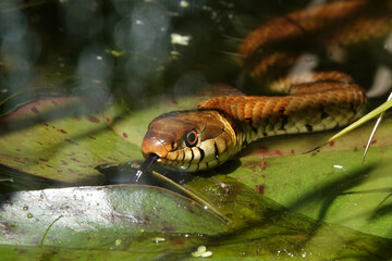 A close-up of a grass snake in a garden pond in the UK