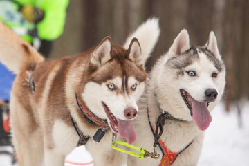 Two sled dogs, a red and a gray siberian husky, drive a sleigh together in the snow in winter