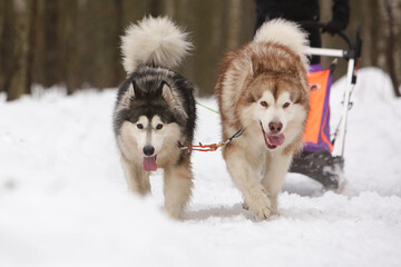 Two shaggy sled dogs, a red and a gray Alaskan malamute, drive a sleigh together in the snow in...