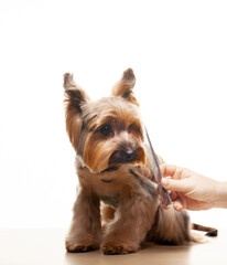 image of dog hairbrush hand white background