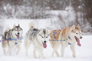 Sled dogs, a red and a gray siberian husky, drive a sleigh together in the snow in winter