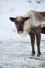 Reindeer in its natural environment eating in the snow in scandinavia