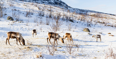 Reindeer in their natural environment eating in the snow in scandinavia