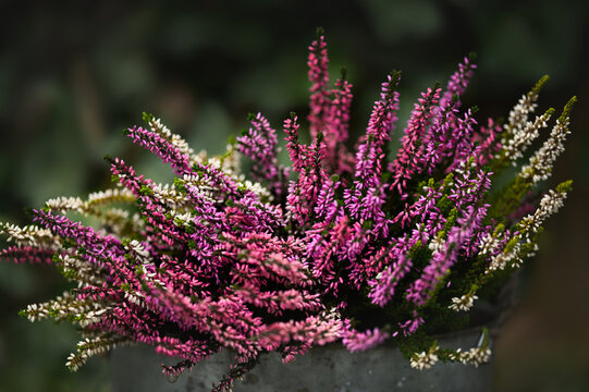 heather flowers blooming in a pod, close up