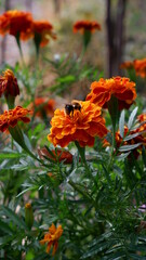 orange flower and bee