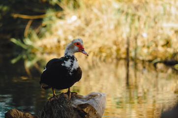 Black and white duck, black and white duck standing in front of lake. closeup