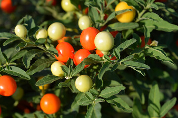 False Jerusalem cherry