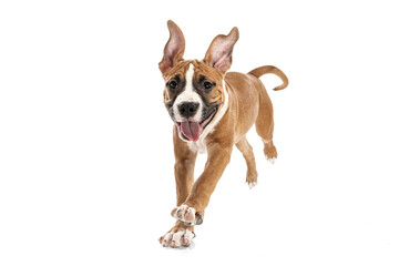 Studio shot of American Staffordshire Terrier running isolated over white background. Concept of...