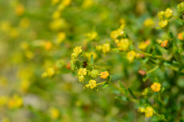 Spiny spurge
