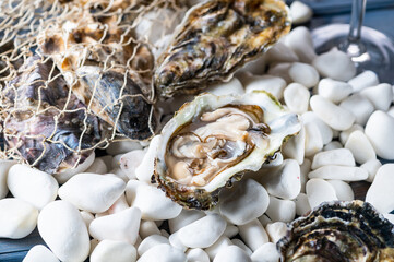 Oysters on stones-1