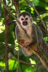 Naklejka na ściany i meble Squirrel monkey, Saimiri oerstedii, sitting on the tree trunk with green leaves, Corcovado NP, Costa Rica. Monkey in the tropic forest vegetation. Wildlife scene from nature. Beautiful cute animal.