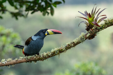 beautiful colored plate-billed mountain toucan (Andigena laminirostris) sitting n the branch very near in the cloud forest