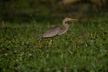 Great Blue Heron (Ardea Herodias) standing in a marsh