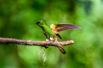 Green and blue hummingbird Sparkling Violetear flying next to beautiful yelow flower. Bird from...