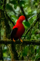 Male of Andean Cock-of-the-rock (Rupicola peruvianus) lekking and dyplaing in front of females, typical mating behaviour, beautiful orange bird in its natural enviroment, amazonian rain forest, Brazi
