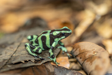 Closeup Dendrobates auratus green poison dart frog, Dendrobates auratus green closeup