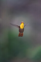 Ruby-topaz hummingbird (Chrysolampis mosquitus) bird in flight. Hummingbird flying with blurred green background. . Wildlife scene from nature. Birdwatching in Trinidad and Tobago.