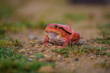 Tomato frog (Dyscophus guineti), also known as the false tomato frog.