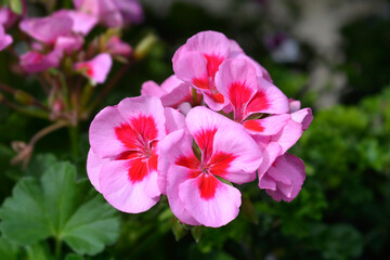 Horse-shoe pelargonium