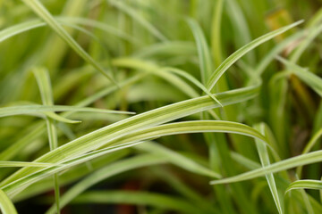 Fototapeta na wymiar Japanese Grass Sedge