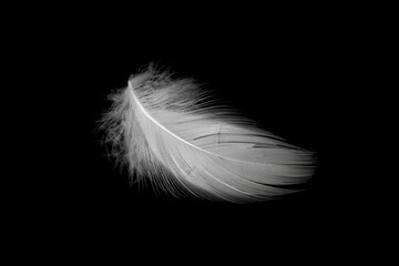 white duck feathers isolated on black background