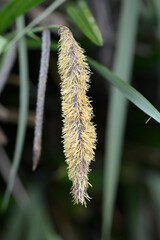 Pendulous Sedge