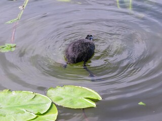 young coot foraging for food in the water