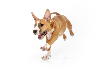 Studio shot of American Staffordshire Terrier running isolated over white background. Concept of beauty, breed, pets, animal life.
