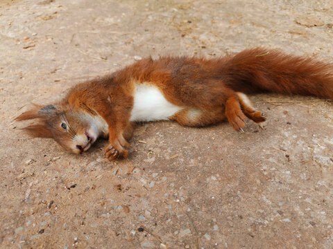 Dead squirrel on a street