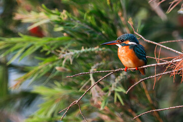 robin on a branch