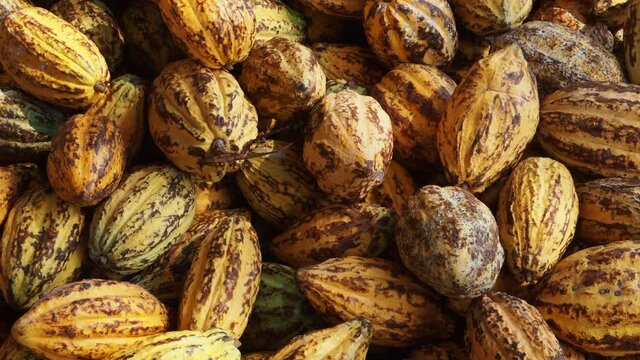 Fresh cocoa pod cut exposing cocoa seeds, with a cocoa plant in Thailand.