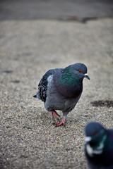 pigeon walking on street